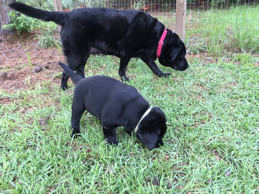 Champion puppies cheap