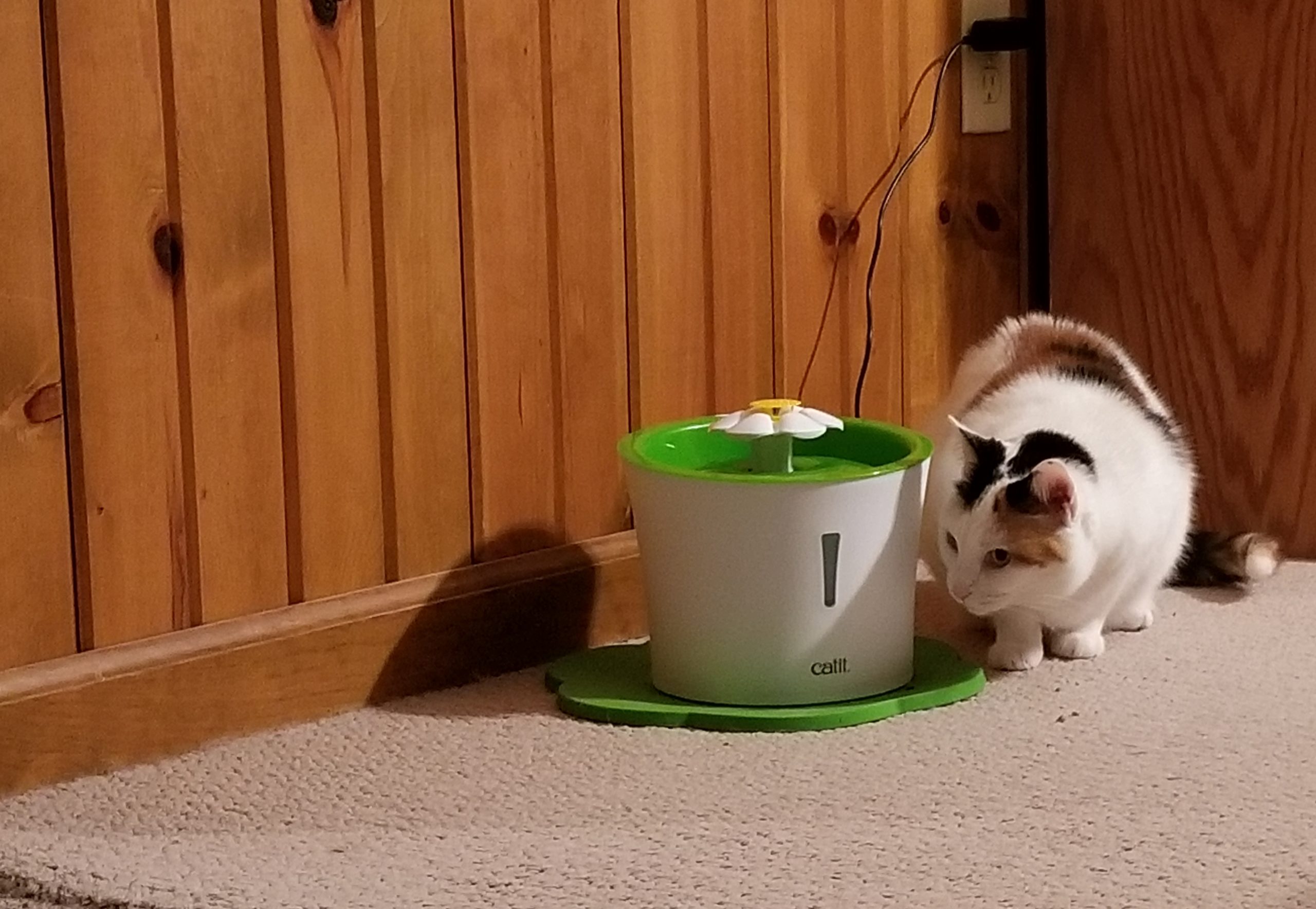 I did not turn on the water fountain fast enough today 😄😄🙈🙈 :  r/kittens