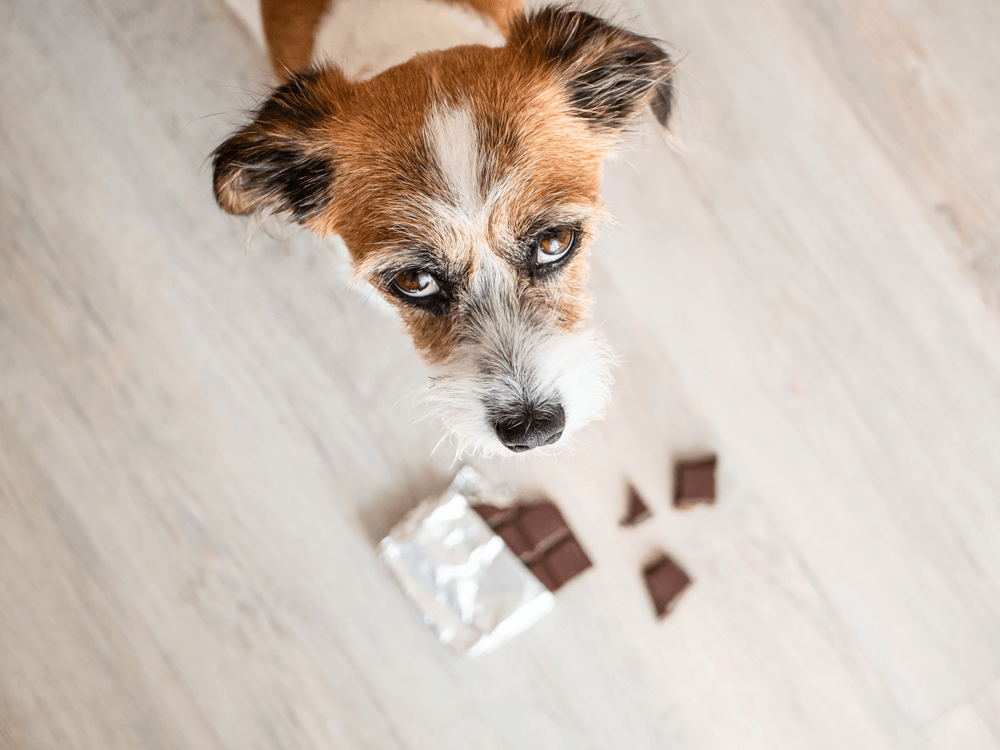 Dog with Chocolate