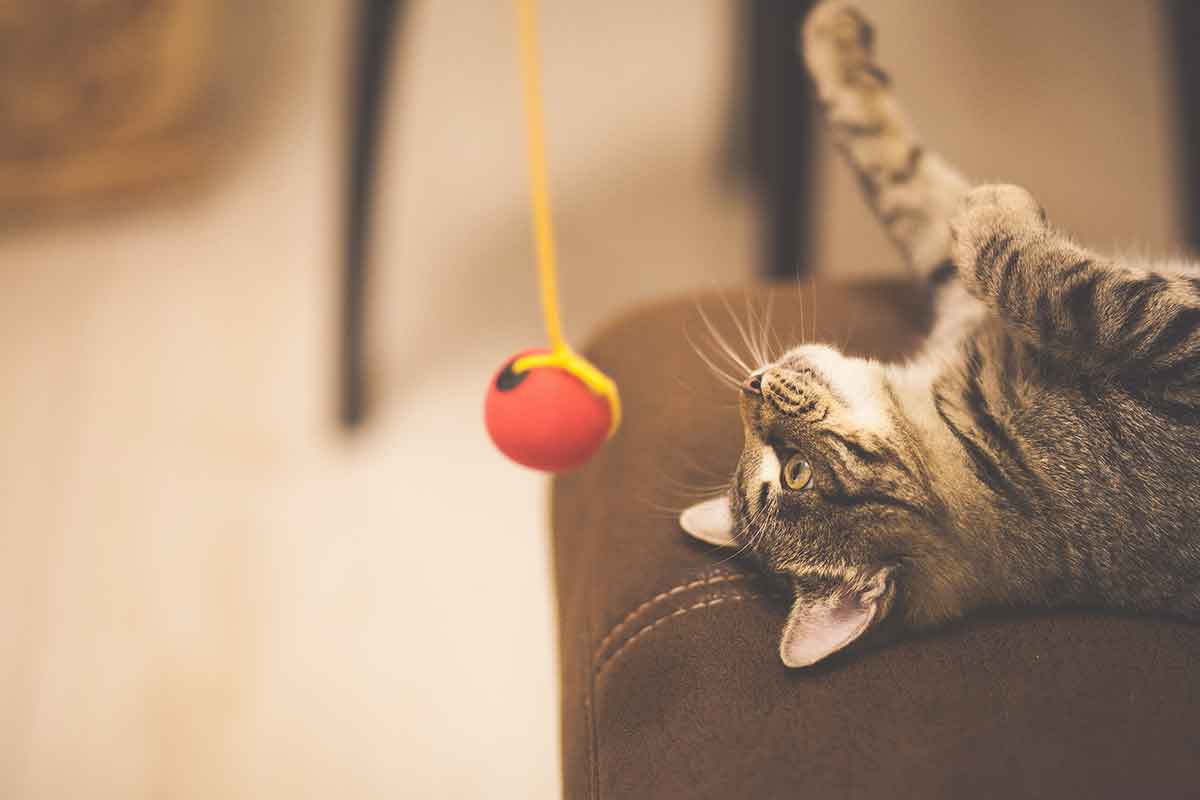 Five Cat Toys You Can Make In Less Than