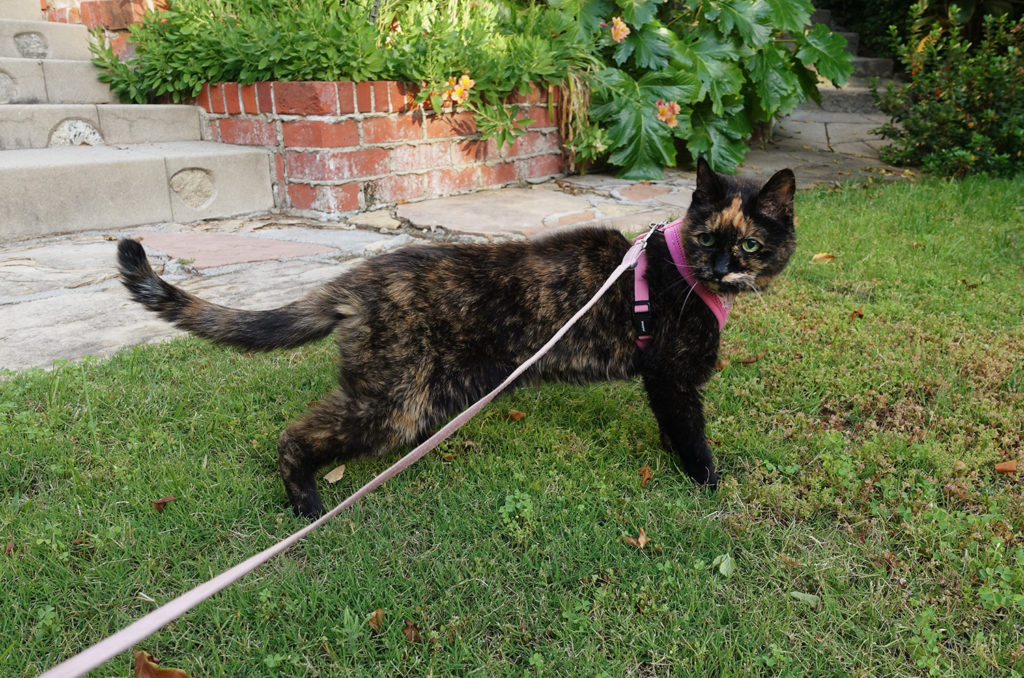 Do You Walk Your Cat? How to Protect Your Feline Friend from Outdoor