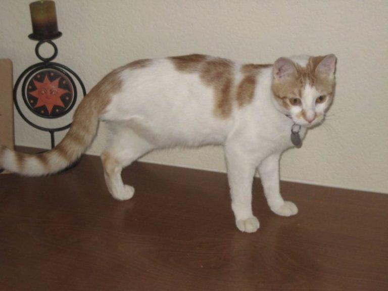 7 Things To Know About Living With A Tripod Cat Fear Free Happy Homes