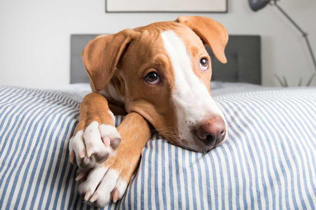 Help! My Dog Pees on my Bed! Fear Free Happy Homes