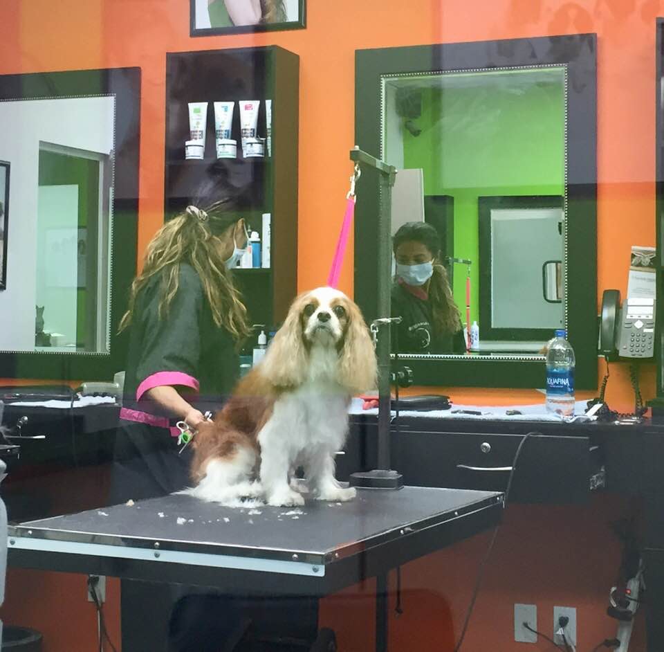 Is It Okay to Take My Pet to the Groomer? | Fear Free Happy Homes