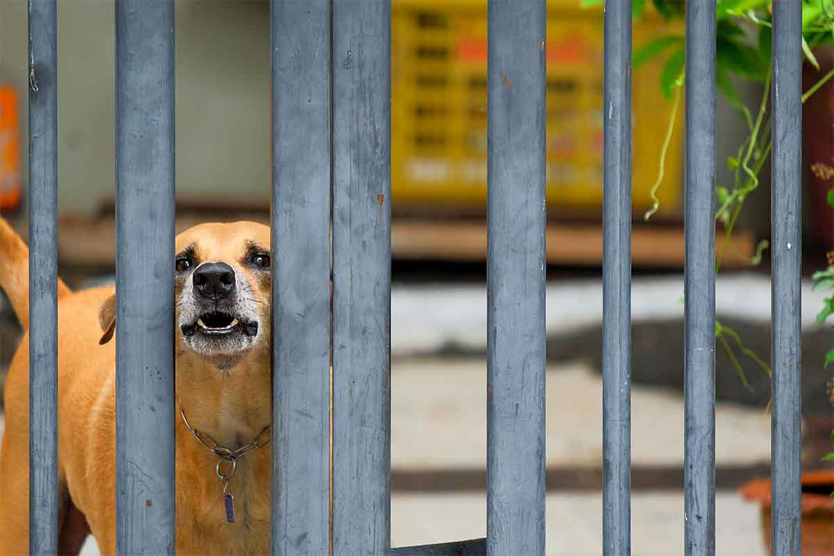 Training dog to stop barking shop at visitors
