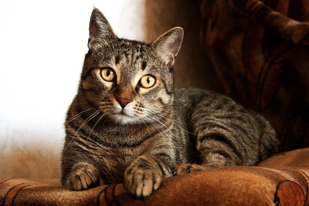 Winter Blues Do Cats Get SAD Fear Free Happy Homes