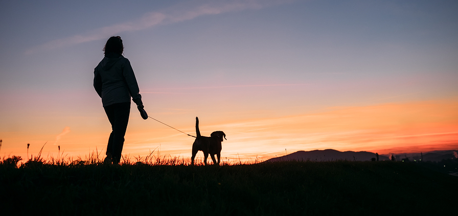 Sunset silhouettes woman and dog on the walk