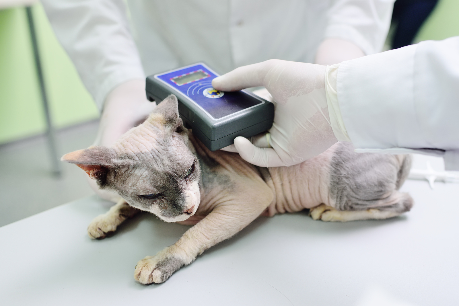 6-reasons-to-microchip-your-pet-fear-free-happy-homes