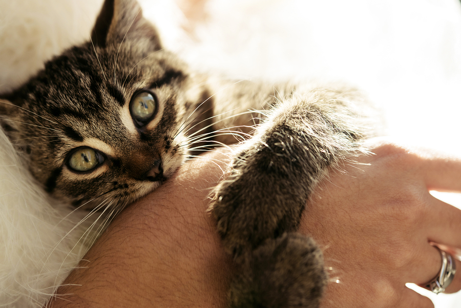 adorable sweet kitten biting hand and playing with luxury bride and looking with cute big eyes