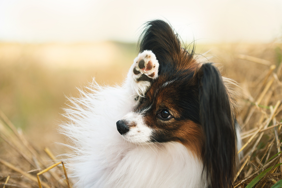 Papillon Dog Rubbing Face in fall field