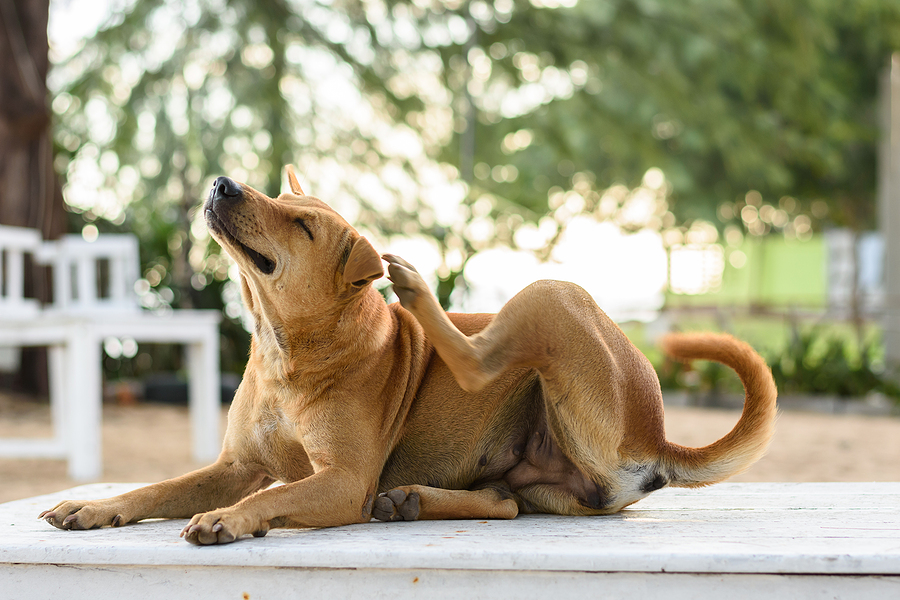 brown dog scratching