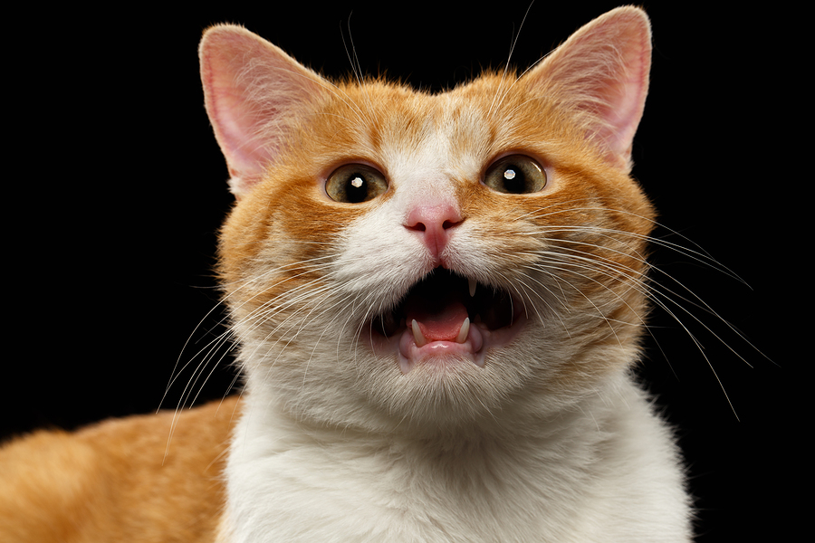 Why do cats meow? 5 reasons you can't ignore