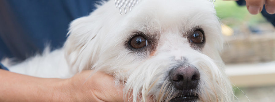 White dog showing apprehension