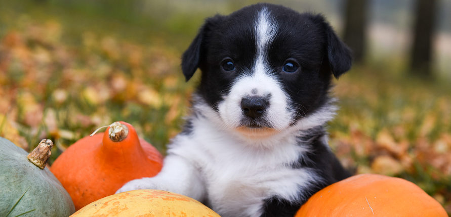 Black and white puppy in field with pumpkins and fall leaves