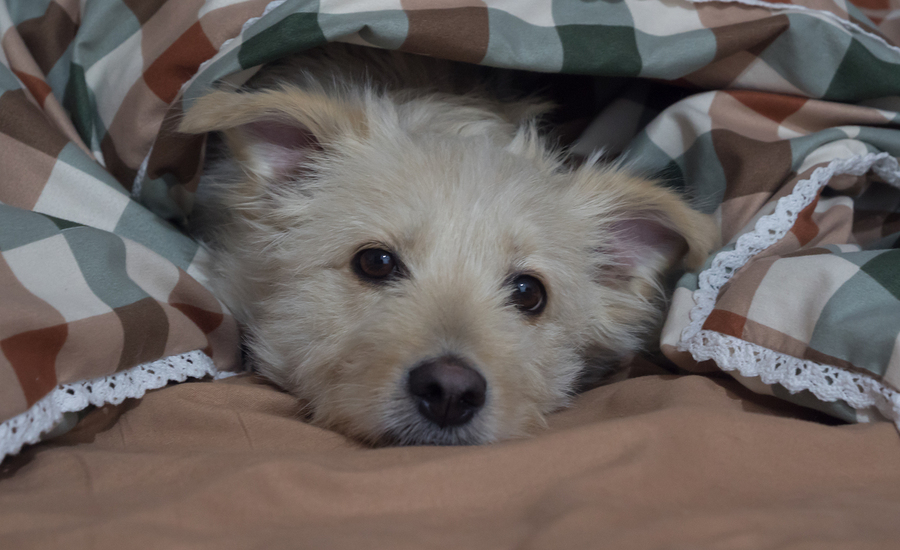 Frightened dog hiding in blanket