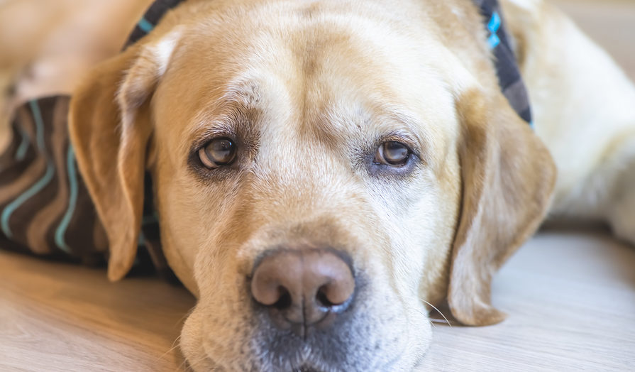 Cute Labrador retriever dog is lying on the floor at home