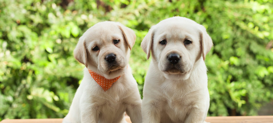 Cute labrador puppy dogs sitting on wooden desk looking in camera - green foliage background