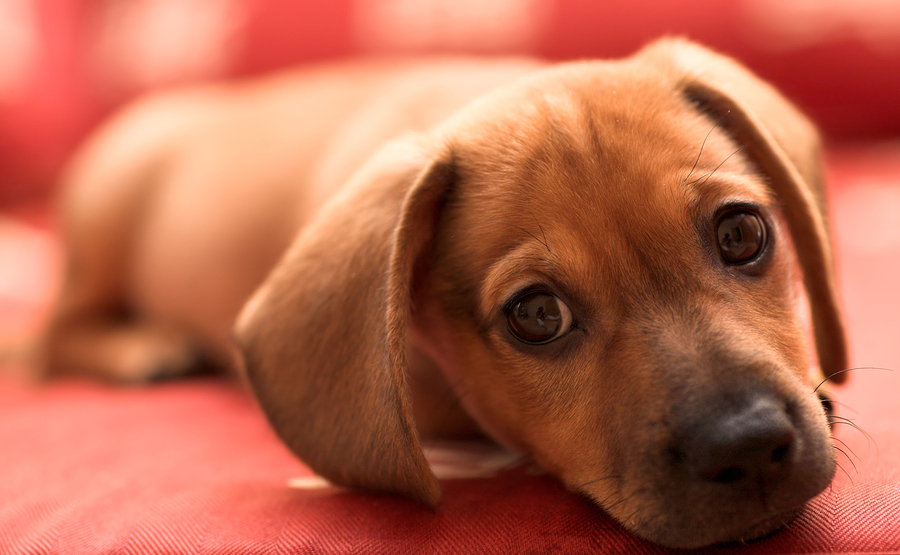 anxious puppy