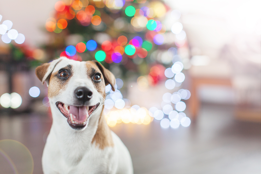 Dog near christmas tree