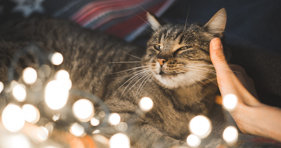 Cat and Christmas lights