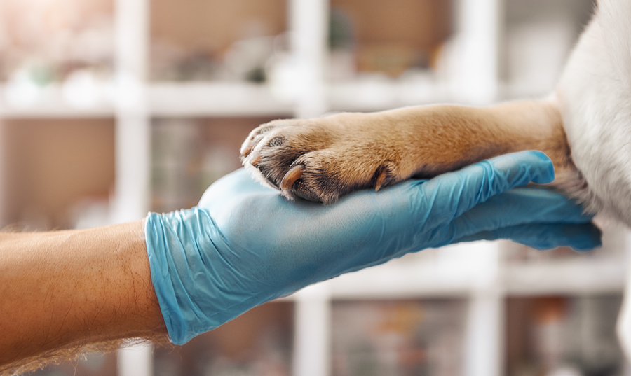 Hand of a veterinarian in a protective glove holding a paw of his patient during while working at veterinary clinic