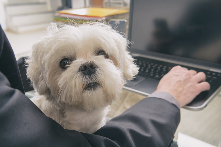 Man working at home and holding his liitle dog.