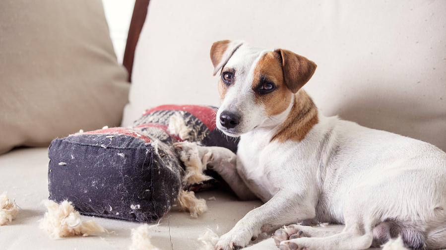 Puppy dog who chewed up sofa cushion