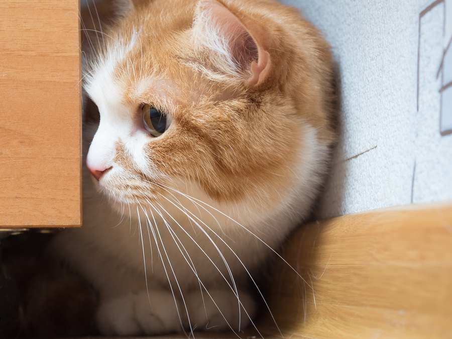 Portrait of yellow scared cat hiding at home