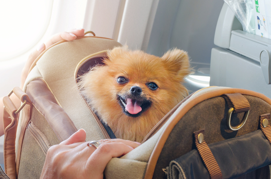 small dog pomaranian spitz in a travel bag on board plane