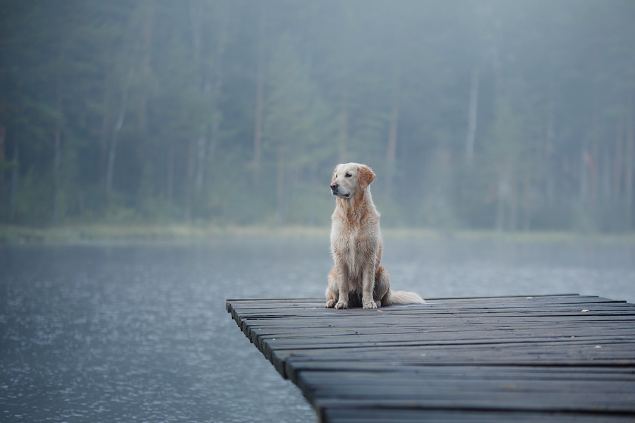 Golden Retriever Dog on dock