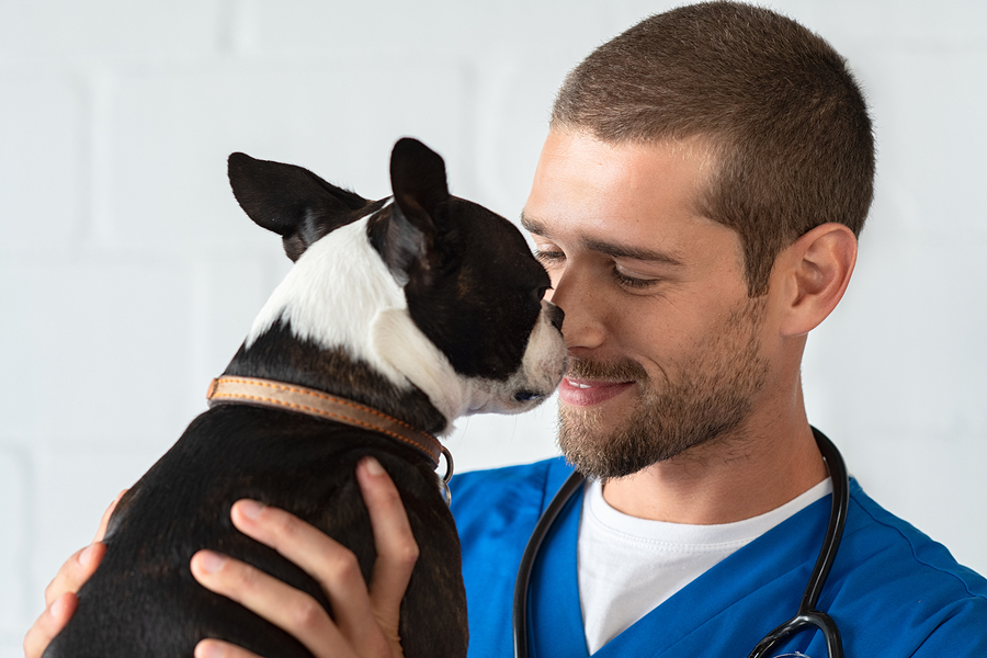 Veterinarian with Boston Terrier