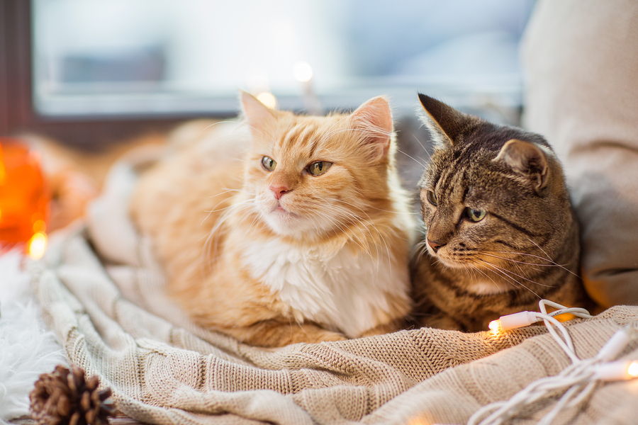 cats on window sill