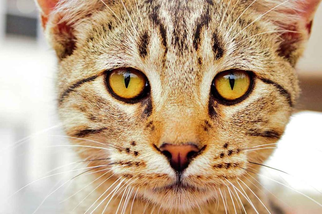 Feline Body Language What Your Cat’s Eyes Tell You About His Emotions