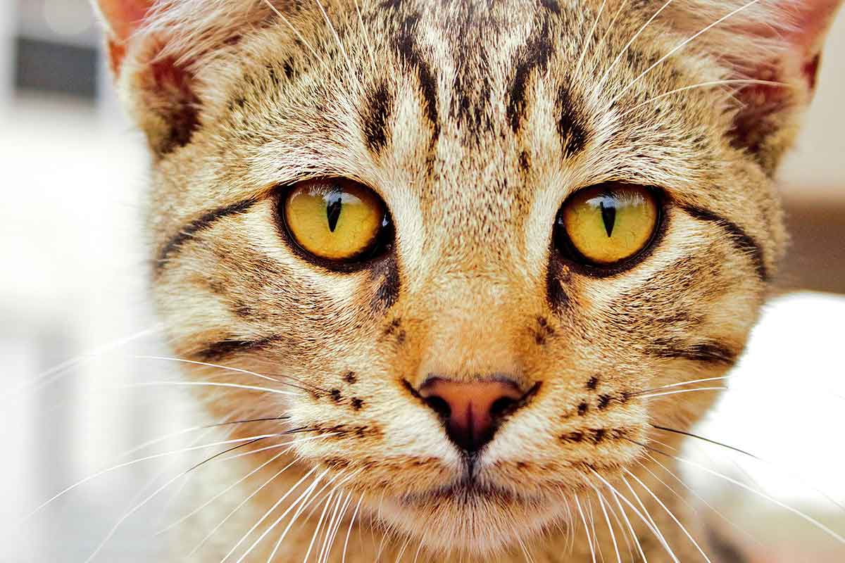 Feline Body Language What Your Cat s Eyes Tell You About His Emotions 