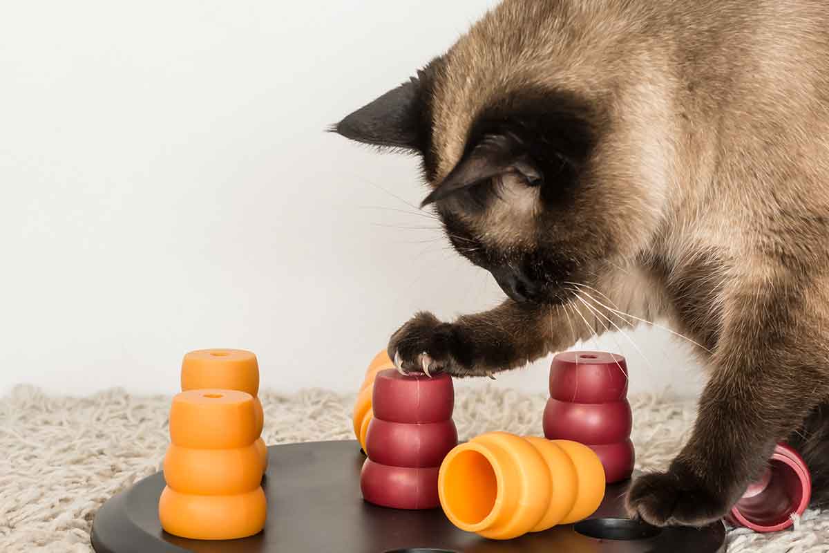 Your Cat Would Like Food Puzzle Toys