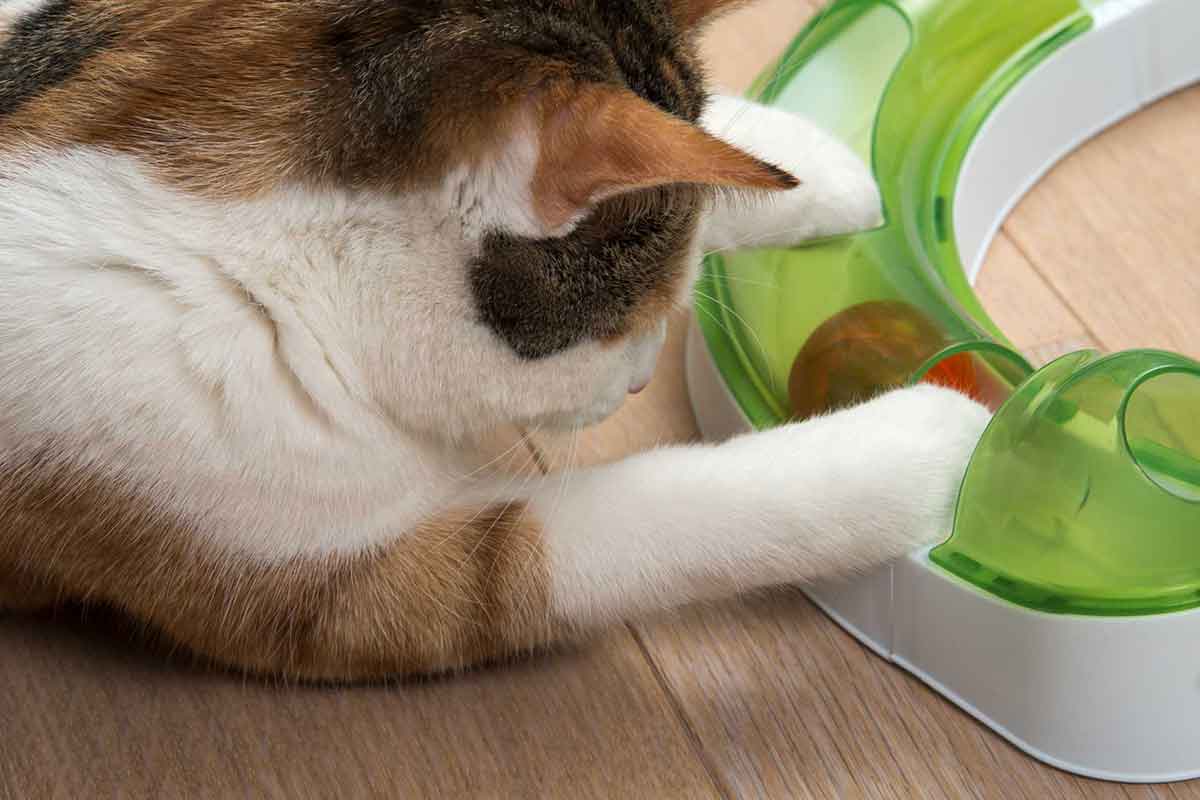 Cat Enrichment Products Top 5 Fear Free Happy Homes