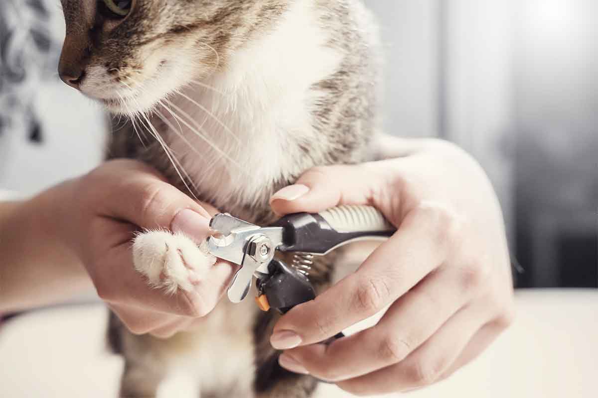 Clipping Your Cats Nails For Proper Cat Grooming - BrightCare Veterinary  Group