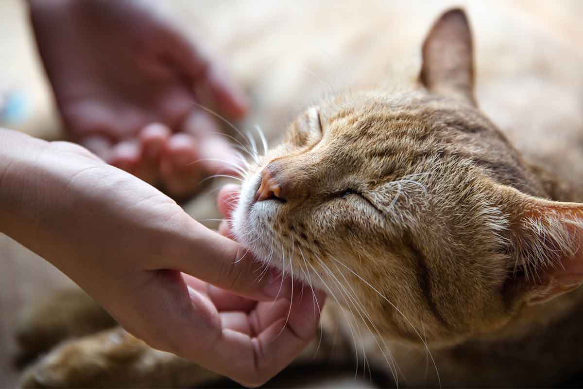 is it bad to touch a dogs nose