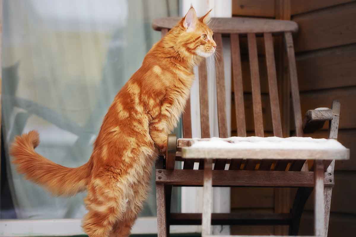 Why Do Cats Puff Their Tails?