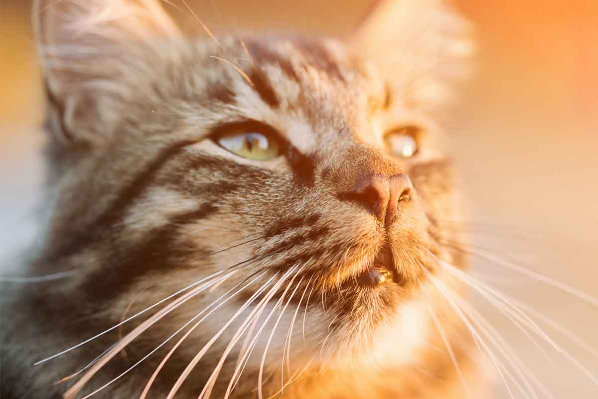 Face Talk: What Your Cat's Whiskers Tell You About His Mood