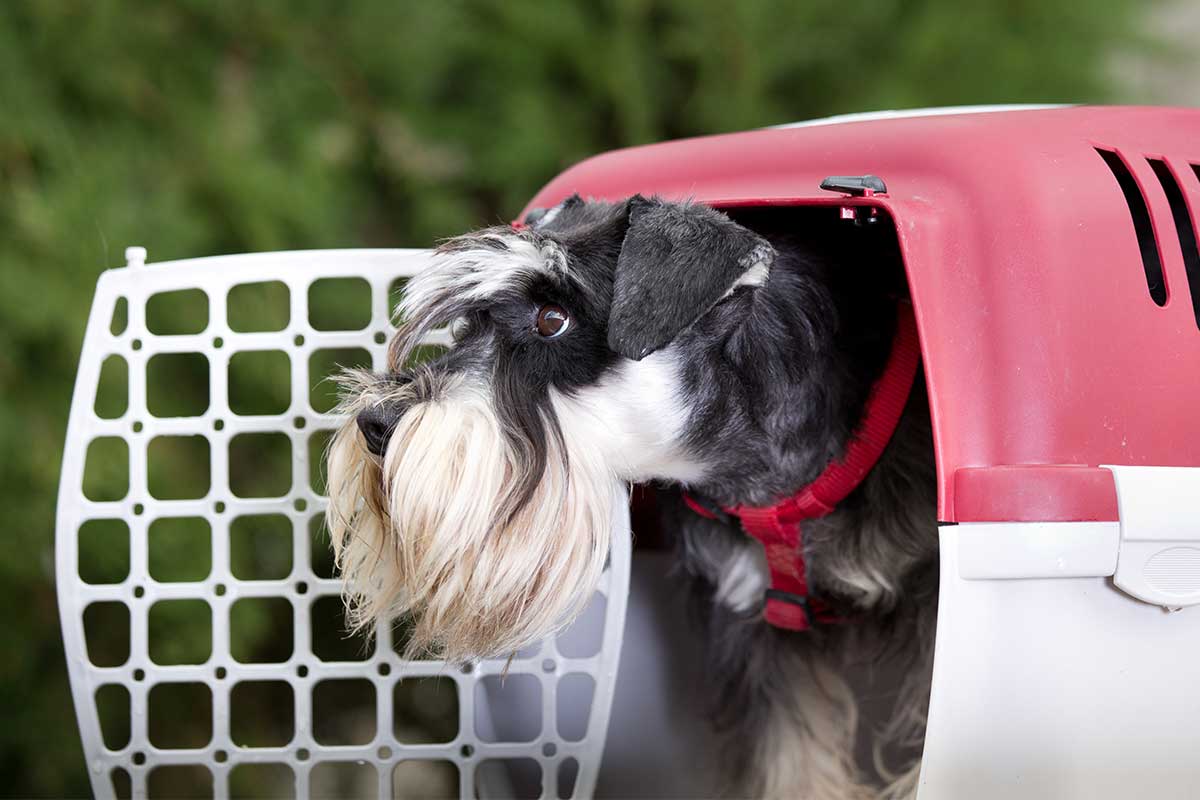 how to crate train a miniature schnauzer