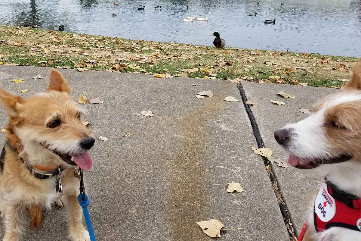 Dog friends best sale