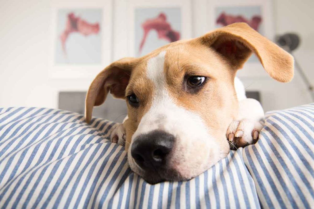 Coping With Chemo How To Reduce Stress For Your Pet Fear Free Happy