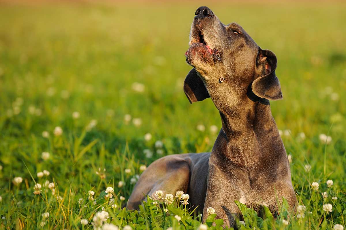 do dogs howl when they are in pain