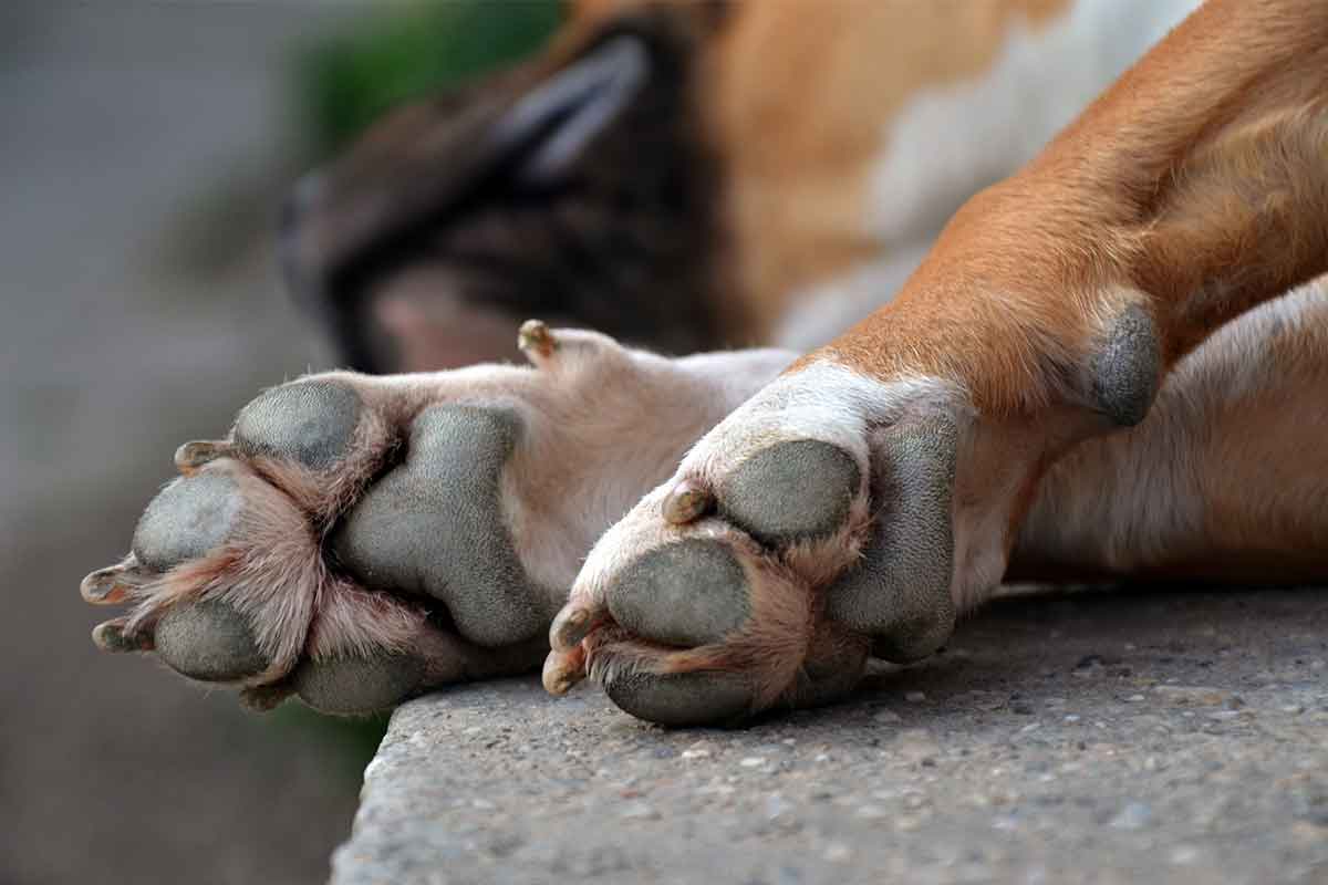 The Fast and Stress-Free Way to Trim Your Dog's Nails