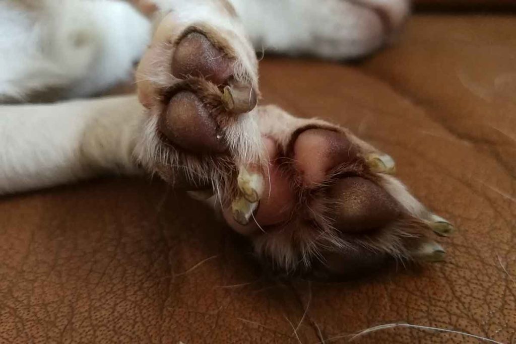 Toe Trauma? Daily Handling Reduces Nail Care Fears Fear Free Happy Homes