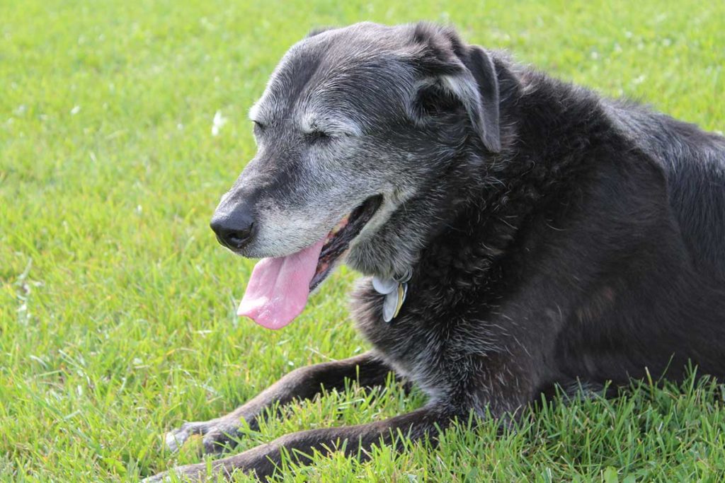 Photo inspiration: Visual Reference: Why Is My Dog Panting Reasons Include Injury Disease And