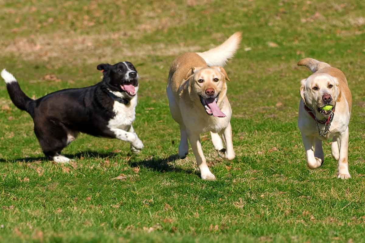 Dogs Playing Together Dogs Playing Together
