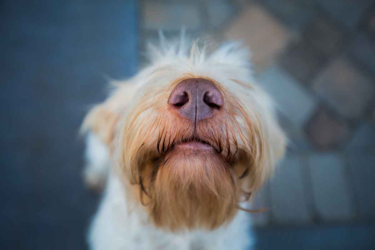 do dogs like coffee smell