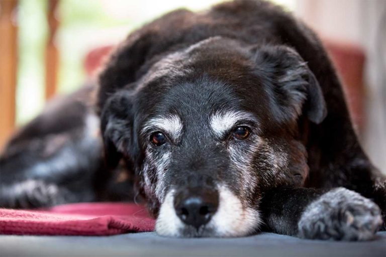 7 Ways To Help Senior Dogs Stay Safe And Feel Good | Fear Free Happy Homes